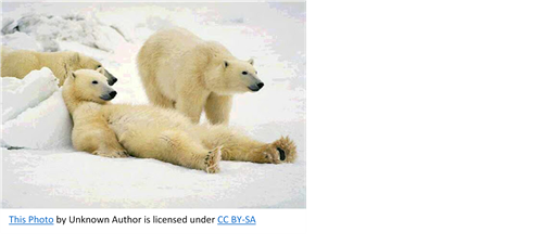 Polar Bear 2